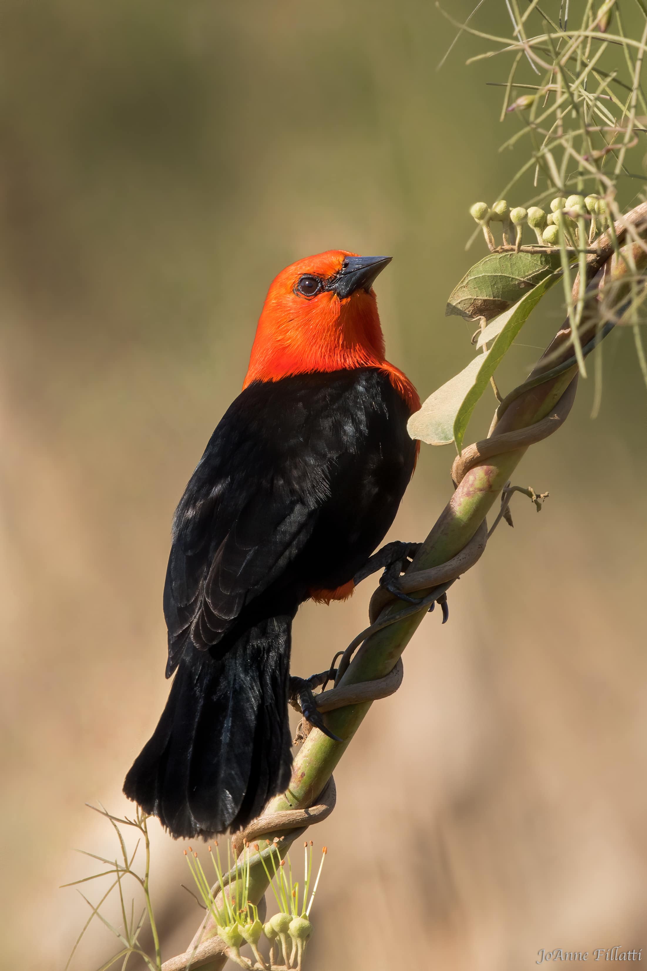 bird of brazil image 22